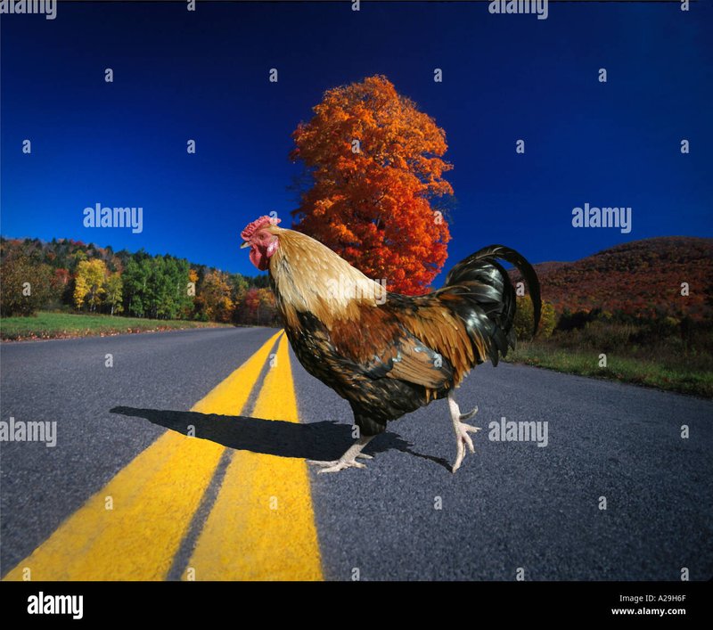Image: Ontdek het Exote Meisje van De Chicken Road Gokkast in Nederland